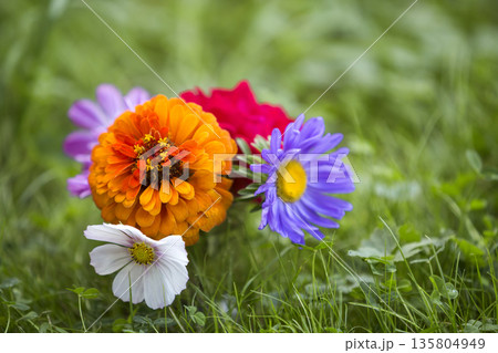 Close-up of beautiful autumn bright multicolored field flowers composition among green grass in transparent glass vase outdoors on blurred sunny bokeh copy space background. Postcard theme concept. Close-up of beautiful autumn bright multicolored field flowers composition among green grass in transparent glass vase outdoors on blurred sunny bokeh copy space background. Postcard theme concept. 135804949