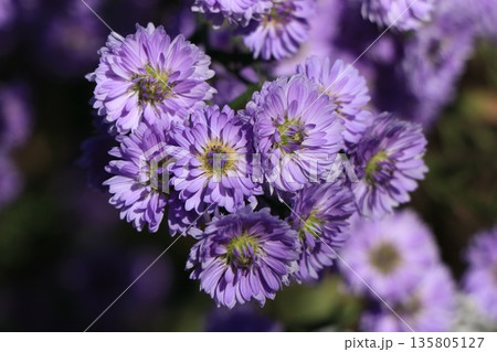 クジャクアスターの花 135805127