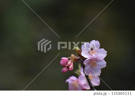 早春に花開く河津桜 早春に花開く河津桜 135805131