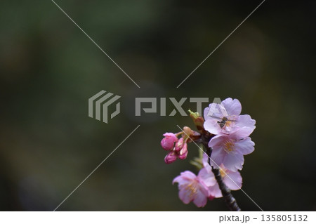 早春に花開く河津桜 135805132