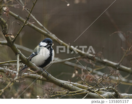 枝にとまるシジュウカラ 枝にとまるシジュウカラ 135805157