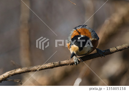 枝にとまるヤマガラ 135805158