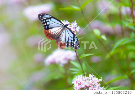 アサギマダラ 135805210