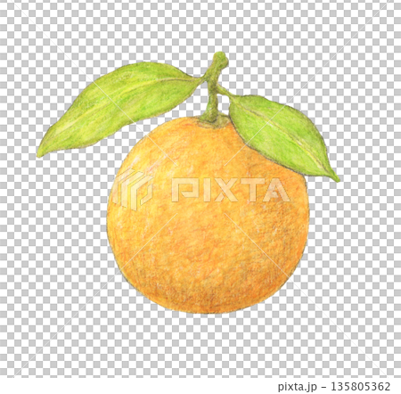 葉が2枚ついたネーブルオレンジ　水彩色鉛筆イラスト 135805362
