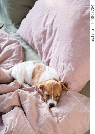 Cute puppy sleeping soundly on soft pink and green bed linen with pillow. Cute puppy sleeping soundly on soft pink and green bed linen with pillow. 135805784