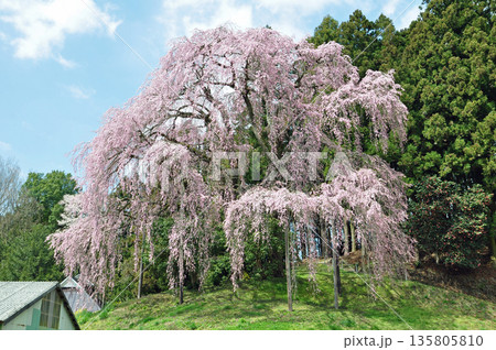 福島県二本松市 合戦場のしだれ桜 福島県二本松市 合戦場のしだれ桜 135805810
