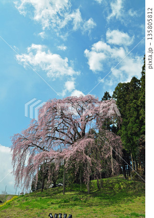 福島県二本松市 合戦場のしだれ桜 福島県二本松市 合戦場のしだれ桜 135805812