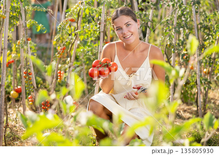 Young woman is working in garden between beds, picking ripe red tomatoes Young woman is working in garden between beds, picking ripe red tomatoes 135805930