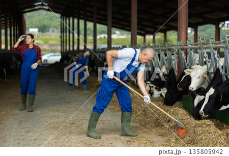 Senior man works with cows in barn, moves hay closer to cows, provides feeding for animal 135805942
