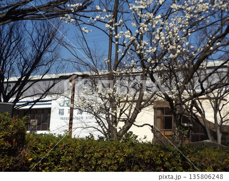 稲毛海岸駅前の綺麗に咲いた白い梅の花 稲毛海岸駅前の綺麗に咲いた白い梅の花 135806248