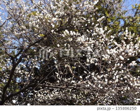 十月桜の白い花 135806250