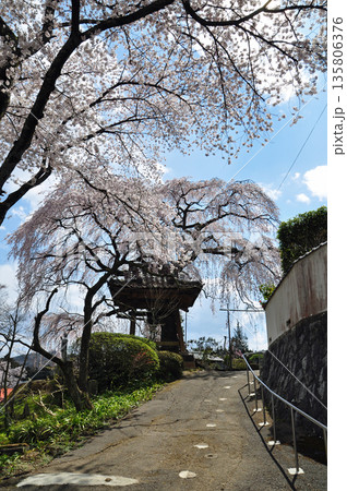 福島県泉崎村 昌建寺のしだれ桜 福島県泉崎村 昌建寺のしだれ桜 135806376