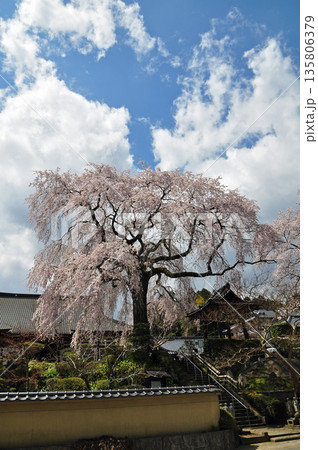 福島県泉崎村　昌建寺のしだれ桜 135806379