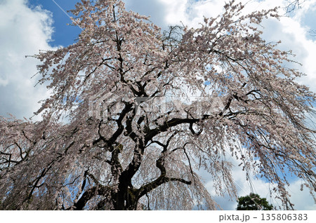 福島県泉崎村 昌建寺のしだれ桜 福島県泉崎村 昌建寺のしだれ桜 135806383