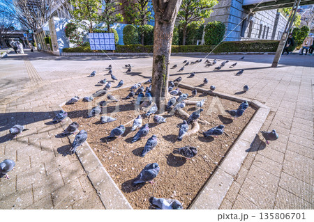 日本の東京都市景観 都庁前駅…日光浴をするハトの群れ…人が通っても逃げない…=令和8年1月25日 日本の東京都市景観 都庁前駅…日光浴をするハトの群れ…人が通っても逃げない…=令和8年1月25日 135806701