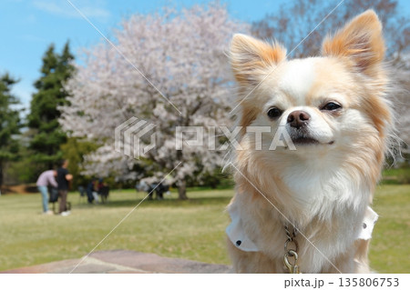 満開の桜の前でお座りをするチワワ 満開の桜の前でお座りをするチワワ 135806753