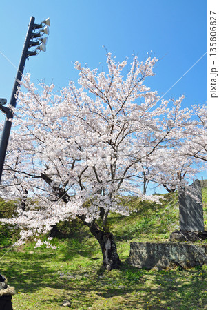 福島県白河市 城山公園の桜 福島県白河市 城山公園の桜 135806827