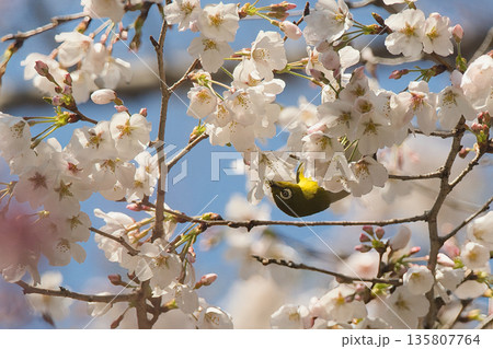 桜の蜜を吸うメジロ 135807764