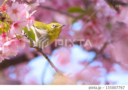河津桜に止まるメジロ 135807767