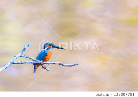 カワセミとまり姿右余白v3 135807781