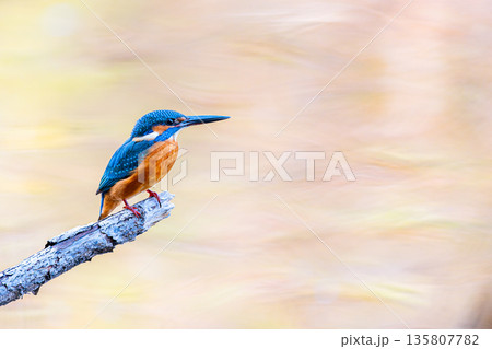 カワセミとまり姿右余白v2 カワセミとまり姿右余白v2 135807782