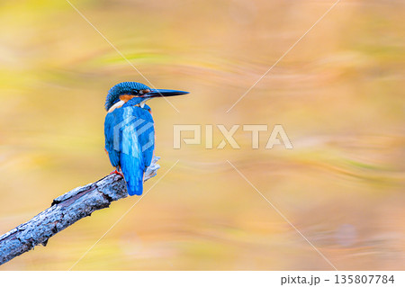 カワセミとまり姿右余白 カワセミとまり姿右余白 135807784