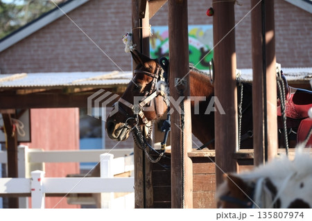 乗馬クラブで飼育されている穏やかな馬の姿。整った体つきと落ち着いた表情が印象的 135807974