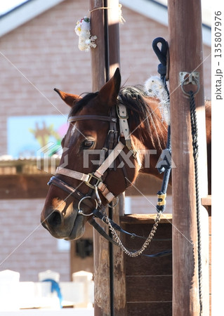 乗馬クラブで飼育されている穏やかな馬の姿。整った体つきと落ち着いた表情が印象的 135807976