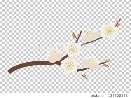 Plum blossom branch_white Plum blossom branch_white 135808188