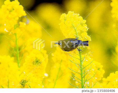 菜の花畑のメジロ 135808406