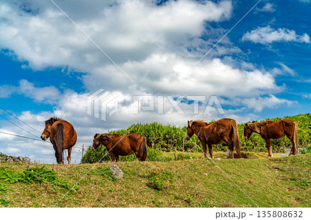 与那国馬 135808632