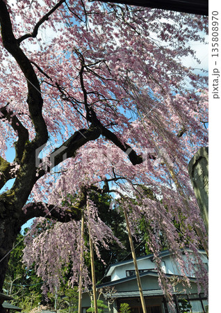 福島県白河市 妙関寺の乙姫桜 福島県白河市 妙関寺の乙姫桜 135808970