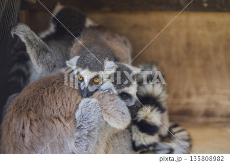 寒さで寄り添うワオキツネザル サル団子のクローズアップ 寒さで寄り添うワオキツネザル サル団子のクローズアップ 135808982