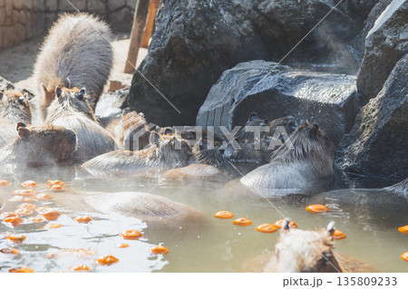 伊豆シャボテン動物公園 カピバラ温泉で寄り添う子どもたち みかんが浮かぶ露天風呂 135809233