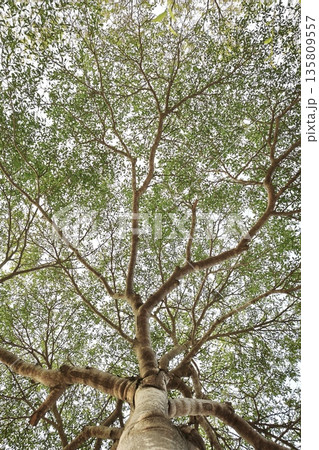 Landscape the big tree  135809557