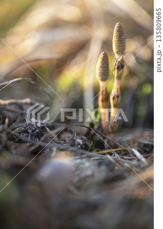 早春のつくし　元気よく 135809665