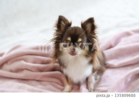 ブランケットの上でおすわりするチワワ 135809688
