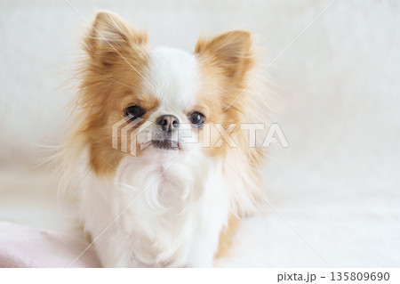ブランケットの上でフセをするチワワ 135809690