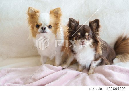 ブランケットの上で座る2匹のチワワ 135809692