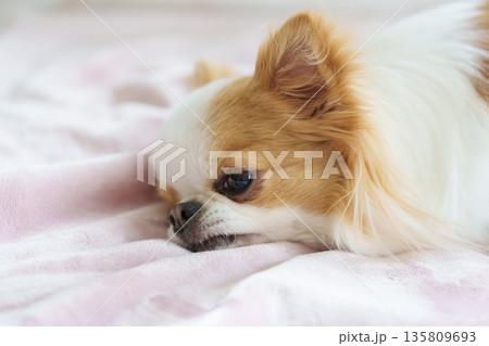 ブランケットの上で横になるチワワ 135809693