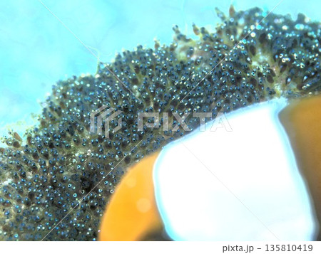 クマノミと産卵床 135810419