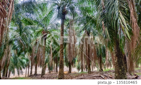 Rows of Productive Oil Palm Trees in Tropical Agricultural Plantation 135810465