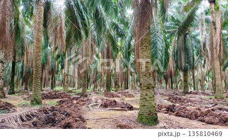 Oil Palm Tree Base and Organic Waste Management on Plantation Floor 135810469