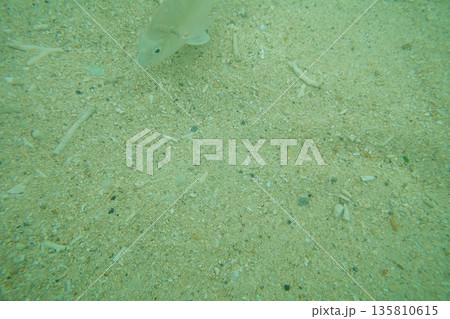 various various 135810615