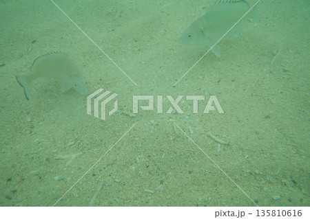 various various 135810616