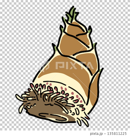 掘りたてで根がついたままの大きなたけのこ　シンプルなイラスト　 135811225