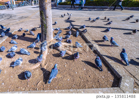 日本の東京都市景観 都庁前駅…日光浴をするハトの群れ…土のほうが暖かいのかな…＝令和8年1月25日 135811488