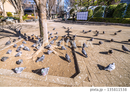 日本の東京都市景観 都庁前駅…日光浴をするハトの群れ…土のほうが暖かいのかな…＝令和8年1月25日 135811538