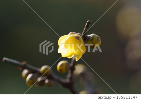 バックライトを当てた背景に映った黄色いヒイラギの花のクローズアップ。 135811547