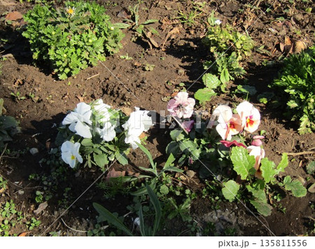 こじま花の会花畑のビオラの白い花 こじま花の会花畑のビオラの白い花 135811556